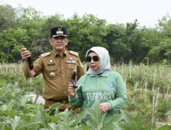 M. Firsada Tinjau Hasil Panen Raya Program PAT Padi