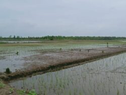 Serobot Sawah Bersertefikat, Ketum PWDPI Bakal Laporkan Hamka ke Polda Lampung