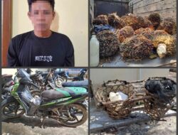 Diduga Dpo Pelaku Curi 102 Tandan Buah Kelapa Sawit Diamankan Polsek Gunung Agung