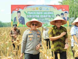 Dukung Ketahanan Pangan Nasional, Polres Tulang Bawang Barat Bersama Pemda dan Petani Gelar Panen Raya Jagung Serentak Kuartal II di Tulang Bawang Tengah