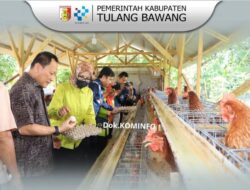 Bupati Tuba Bersama TP PKK Meninjau Peternakan Ayam Petelur (BUMKam) di Kampung Warga Makmur Jaya
