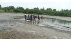 Babinsa 426-03 Rawajitu Terjun Langsung Bersama Petani Bantu Panen Udang