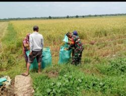 Babinsa 426-05 PA Terjun Langsung Monitoring Panen Massal Sawah Milik Bapak Sarman