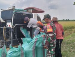 Babinsa Koramil 426-01/SP Serda Widi Handoko Bantu Panen Padi Warga di Mesuji Timur