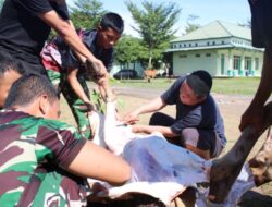 Idul Adha Penuh Makna, Kodim 0426 TB Sembelih 4 Ekor Sapi dan 9 Ekor Kambing untuk Masyarakat