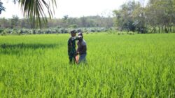 Babinsa 426-05 PA, Turun ke Sawah, Bantu Petani Tingkatkan Ketahanan Pangan