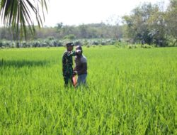 Babinsa 426-05 PA, Turun ke Sawah, Bantu Petani Tingkatkan Ketahanan Pangan